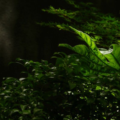 木漏れ日と観葉植物の写真