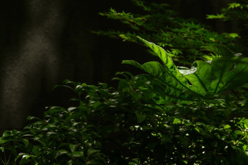 木漏れ日と観葉植物の写真