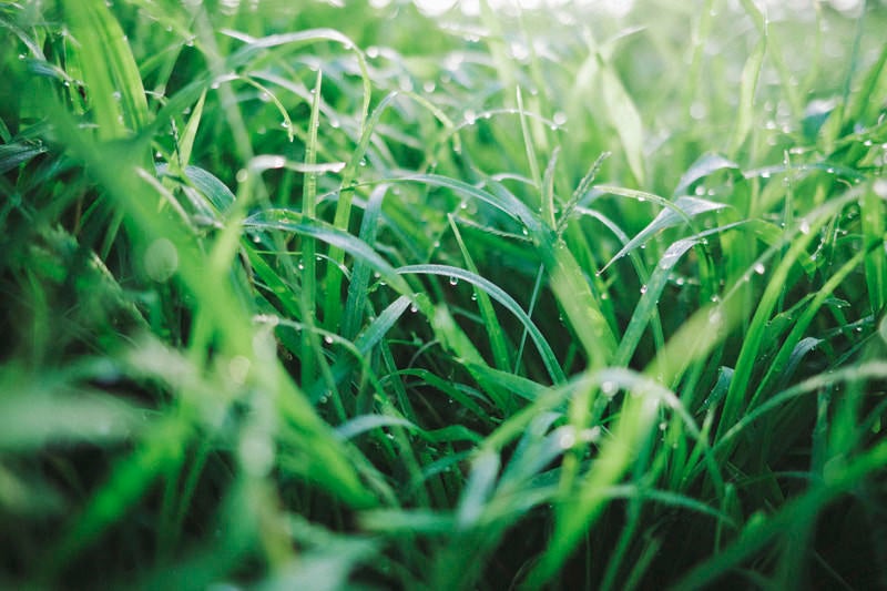 水滴踊る緑の草の写真