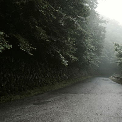 霧に包まれる林道の写真