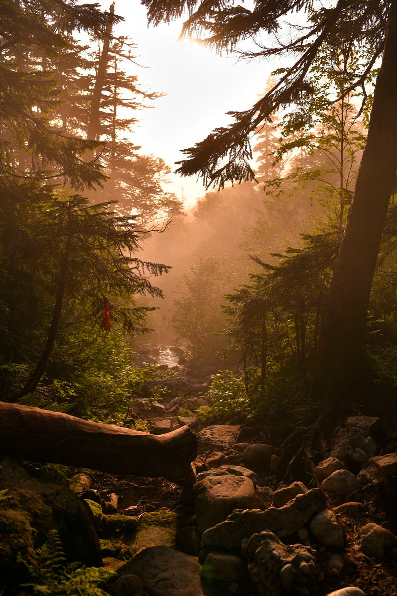 夕方の光が差し込む登山道の写真