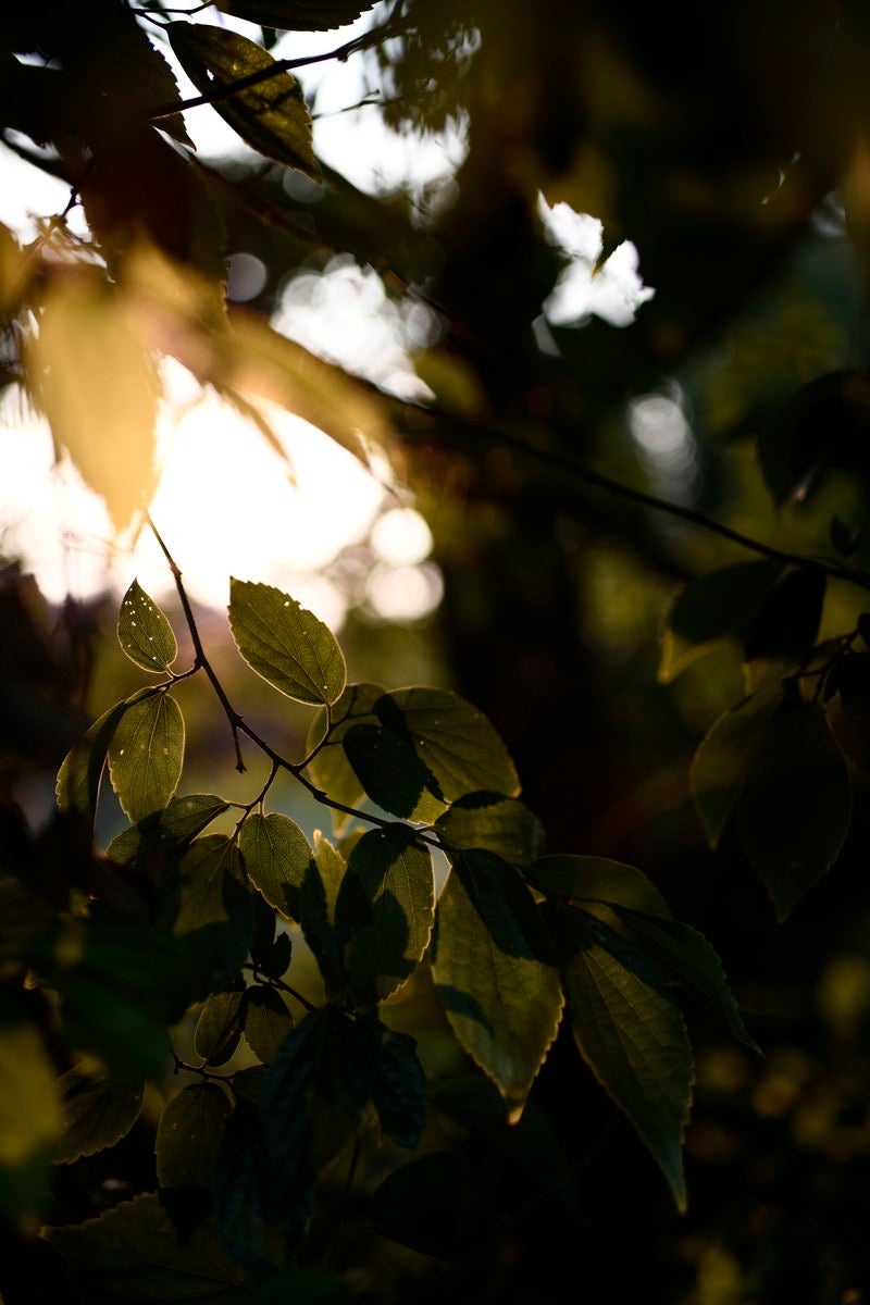 夕暮れの植え込みから見える光の写真