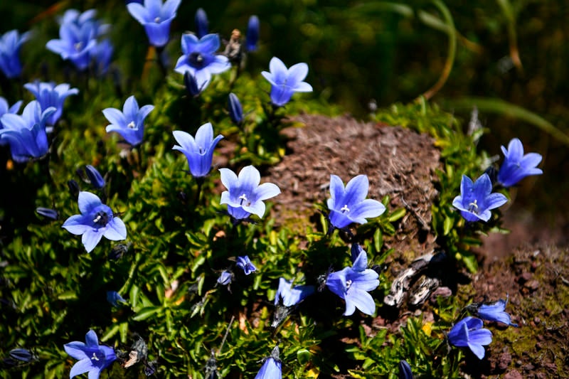 小ぶりなイワギキョウの花の写真