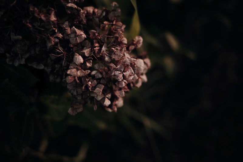 枯れたアジサイの花の写真