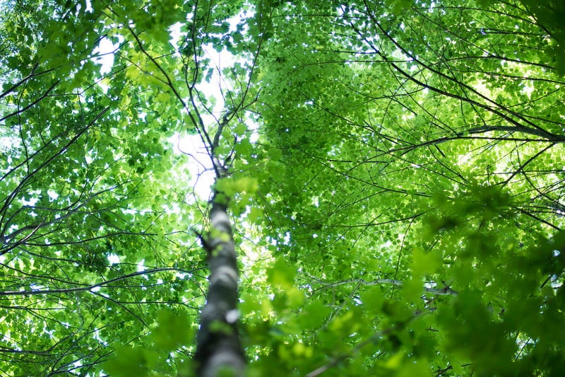 輝く新緑の森（瑞牆山）の写真