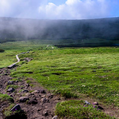 忠別岳へと向かう登山道の写真