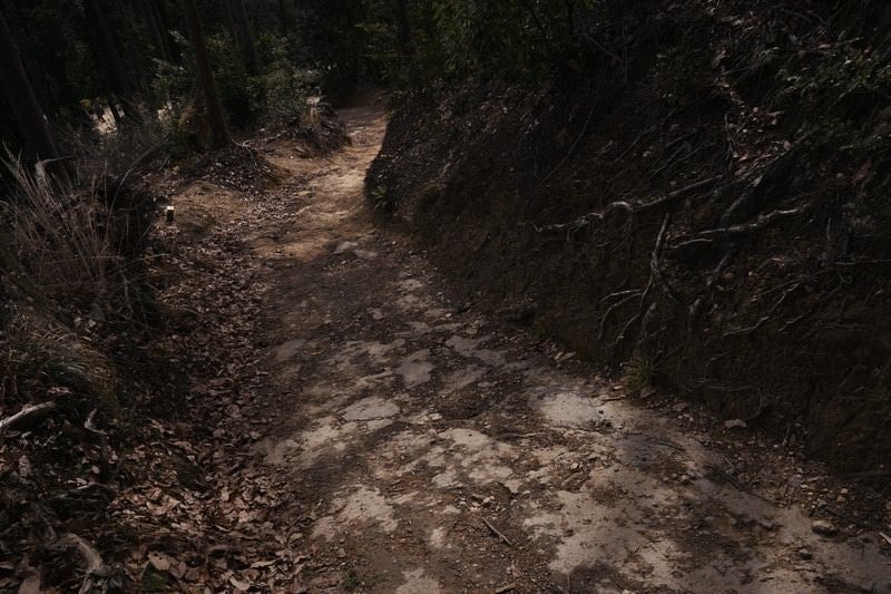 暗い雰囲気の登山道の写真