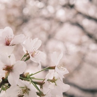 柔らかな印象の桜の写真