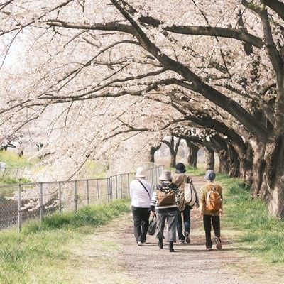 花見散歩を楽しむ人々の写真