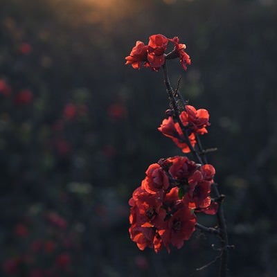 朝焼けを待つボケの花の写真