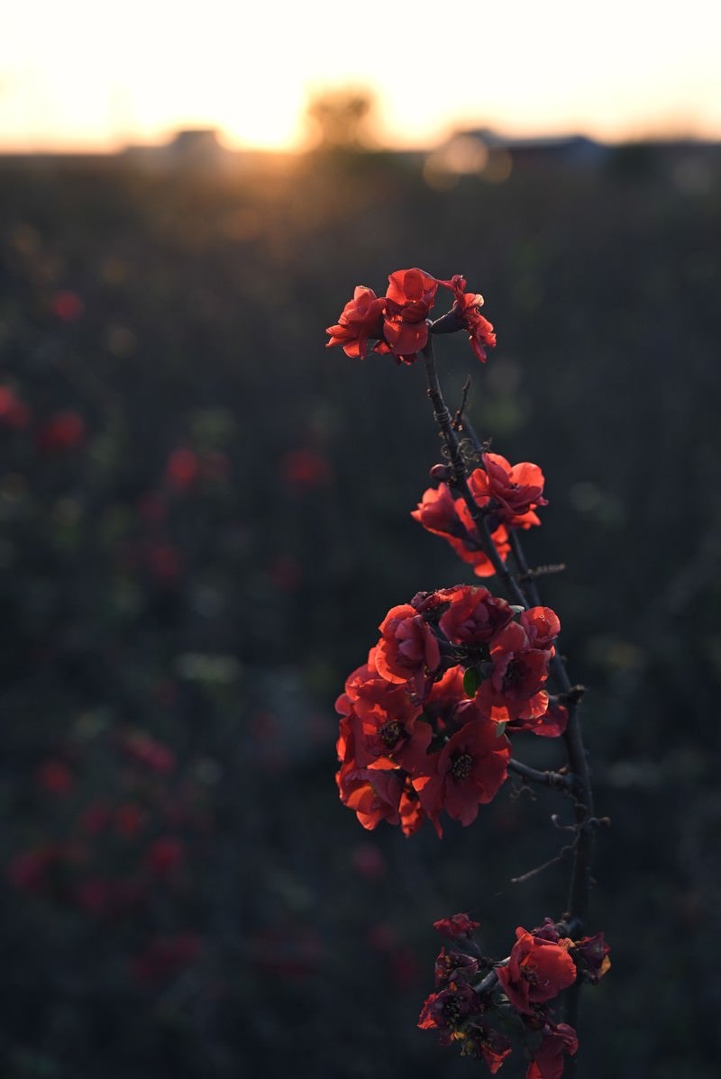 朝焼けを待つボケの花の写真