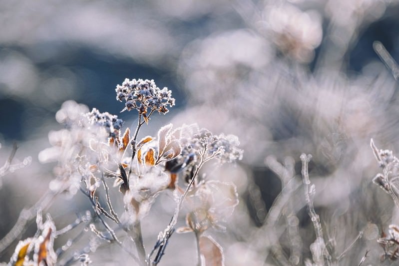 朝霜を纏う木の芽の写真