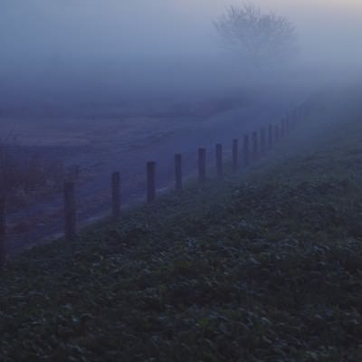 朝霧の中に浮かび上がる道と木の写真