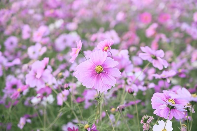 朝露に濡れるコスモスの写真