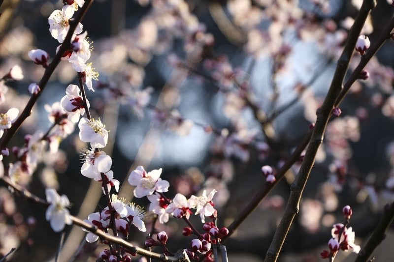 梅の花々の写真