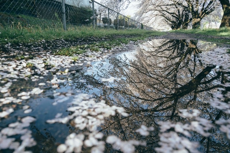 水鏡と桜の写真