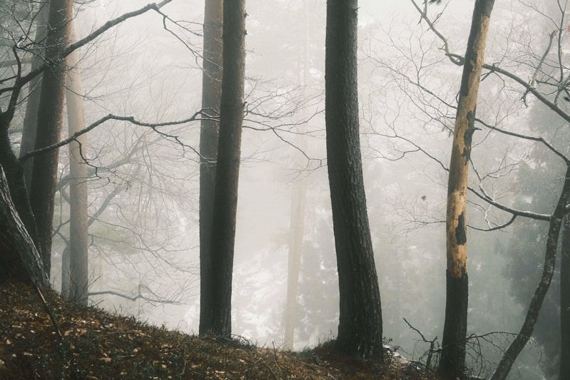 霧に包まれた森の写真