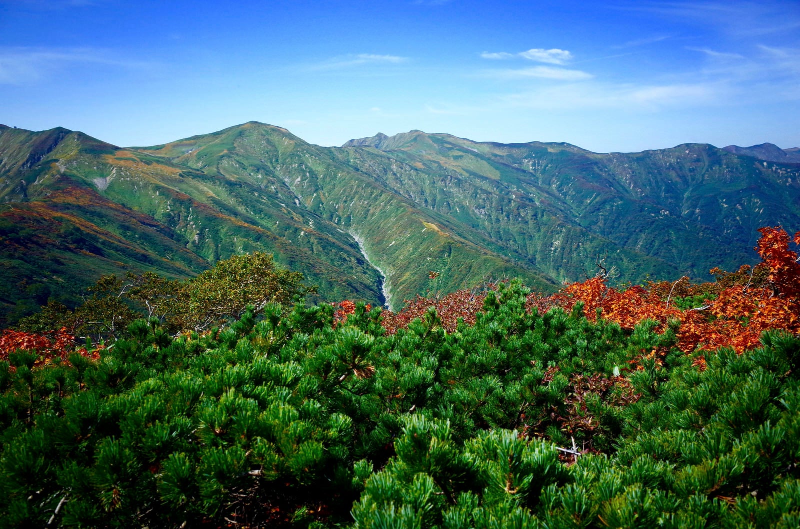 「ハイマツの向こうに見える朝日連峰稜線」の写真