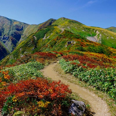 紅葉の登山道が気持ちいい大朝日岳（おおあさひだけ）の写真