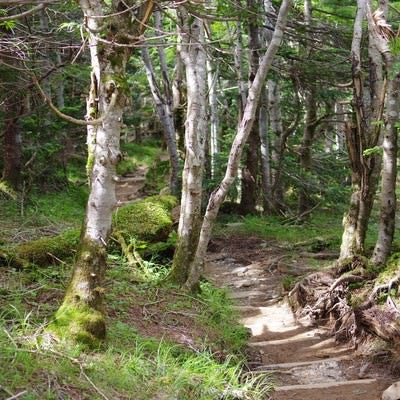 カバノキが生い茂る登山道（聖岳）の写真