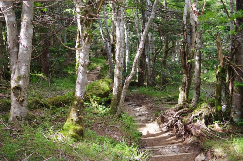 カバノキが生い茂る登山道（聖岳）の写真