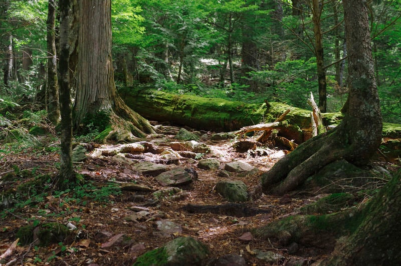 コケに包まれる巨木が何本もある聖岳登山道の写真