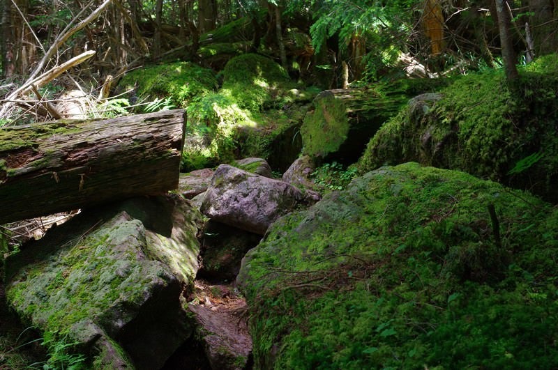 岩と苔に覆われた聖岳登山道の写真