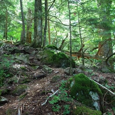 木漏れ日で明るく照らされた樹林の道（聖岳）の写真