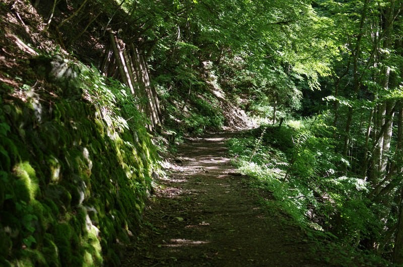 聖岳登山口へと向かう苔むした道の写真