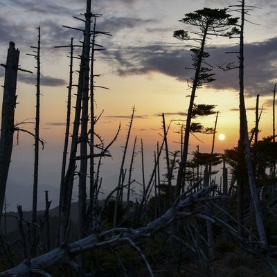 ▲大峰山山頂の立ち枯れの木々に沈む夕日の写真