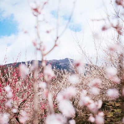 梅園の向こうに見える筑波山の写真