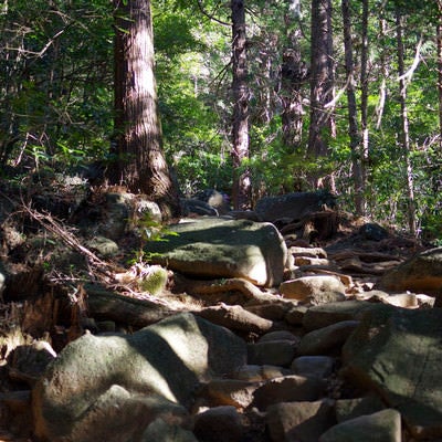 筑波山登山道の写真