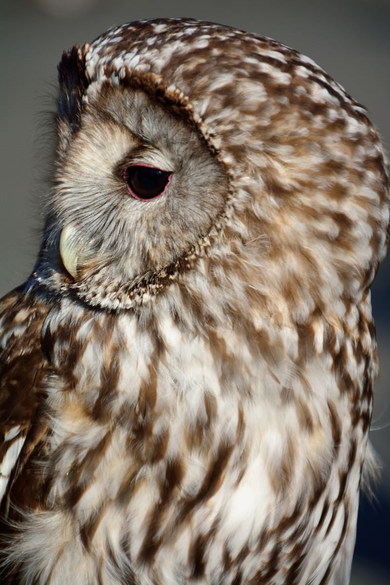 フクロウの横顔の写真