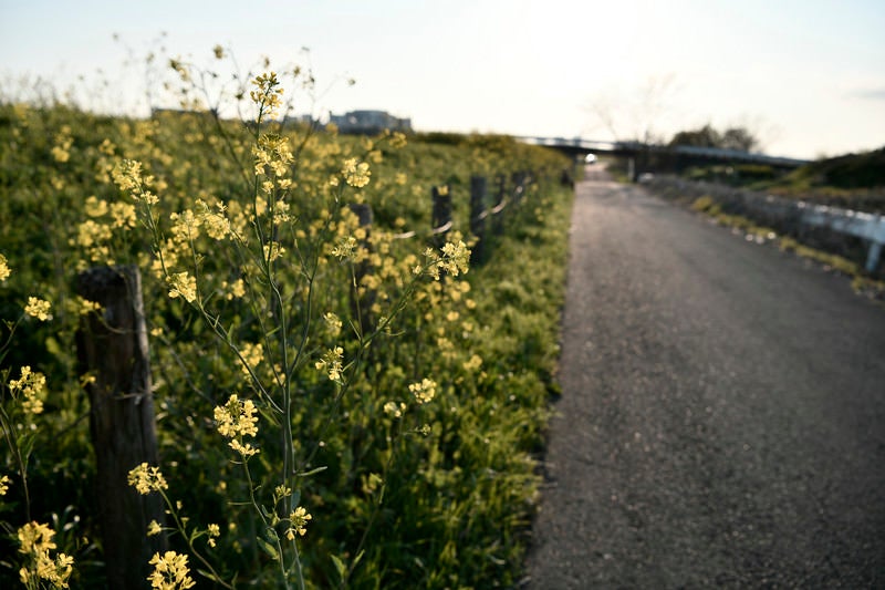 午後の日差しを受ける河川敷の菜の花の写真