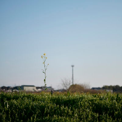 河川敷に生えるⅠ本の菜の花の写真