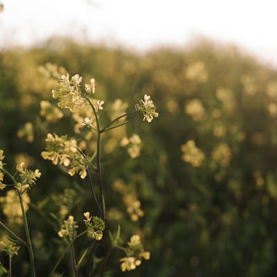 暖かい日差しの中を受ける菜の花の写真