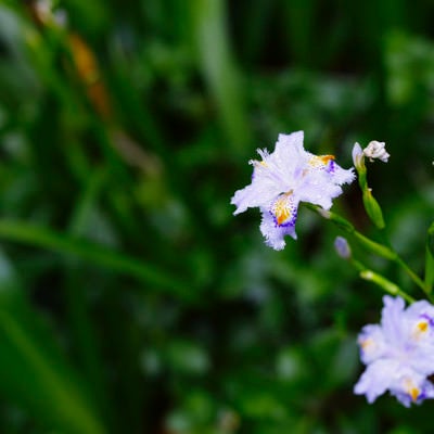 水滴が付いたシャガの花弁の写真