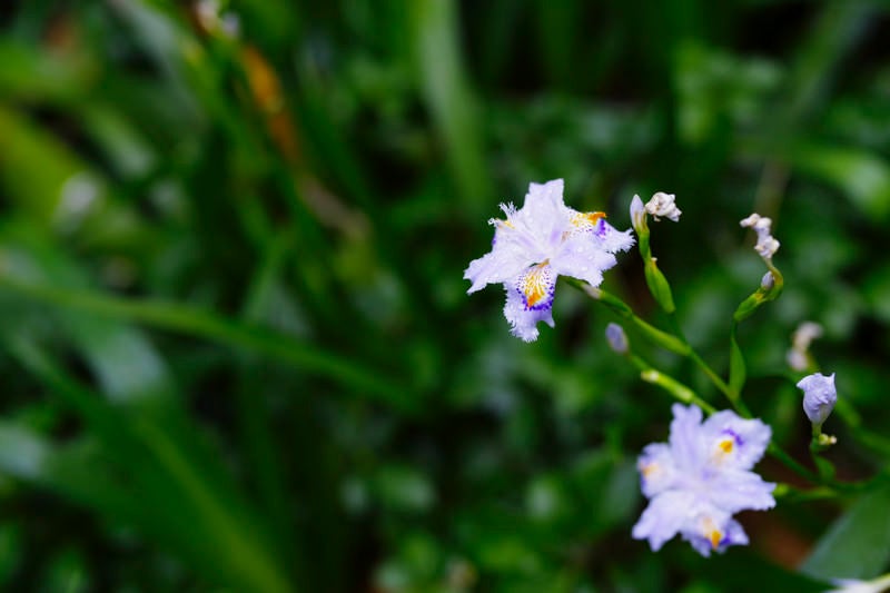 水滴が付いたシャガの花弁の写真