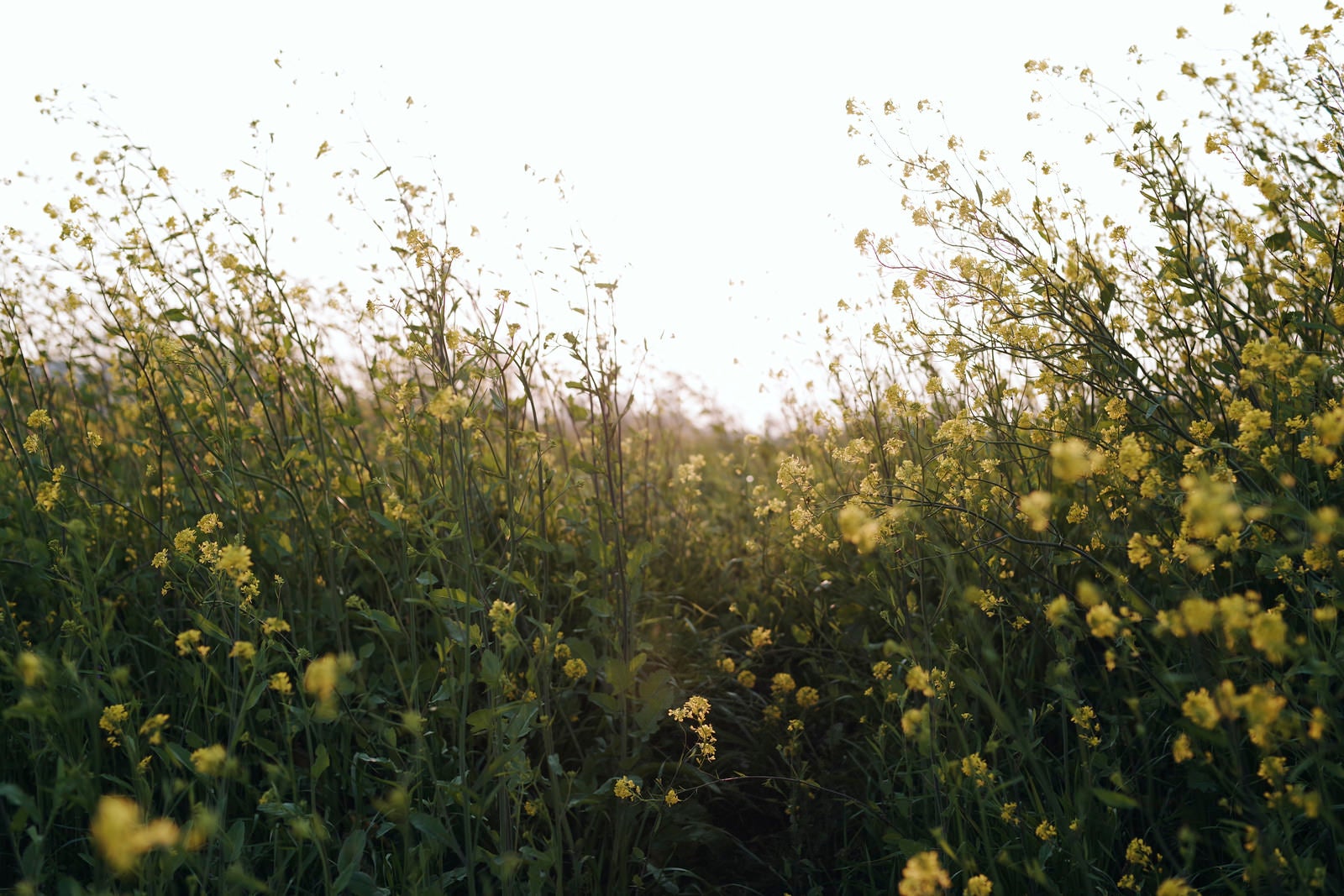 「陽光を浴びる菜の花の群生」の写真