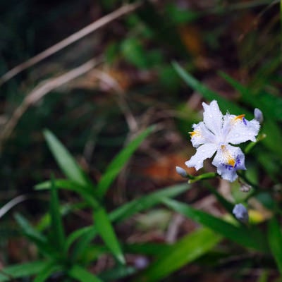 雨に濡れるシャガの花の写真