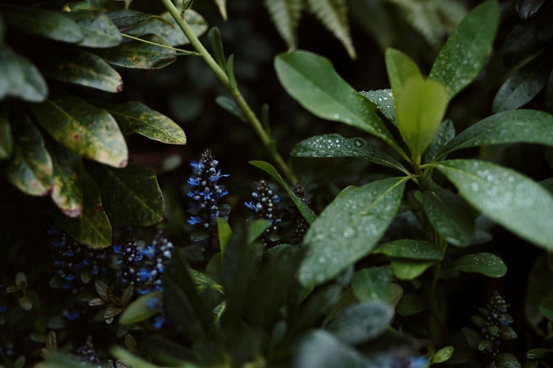 雨上がりの観葉植物の写真