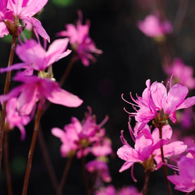 朝の斜光を浴びて花開くツツジの写真