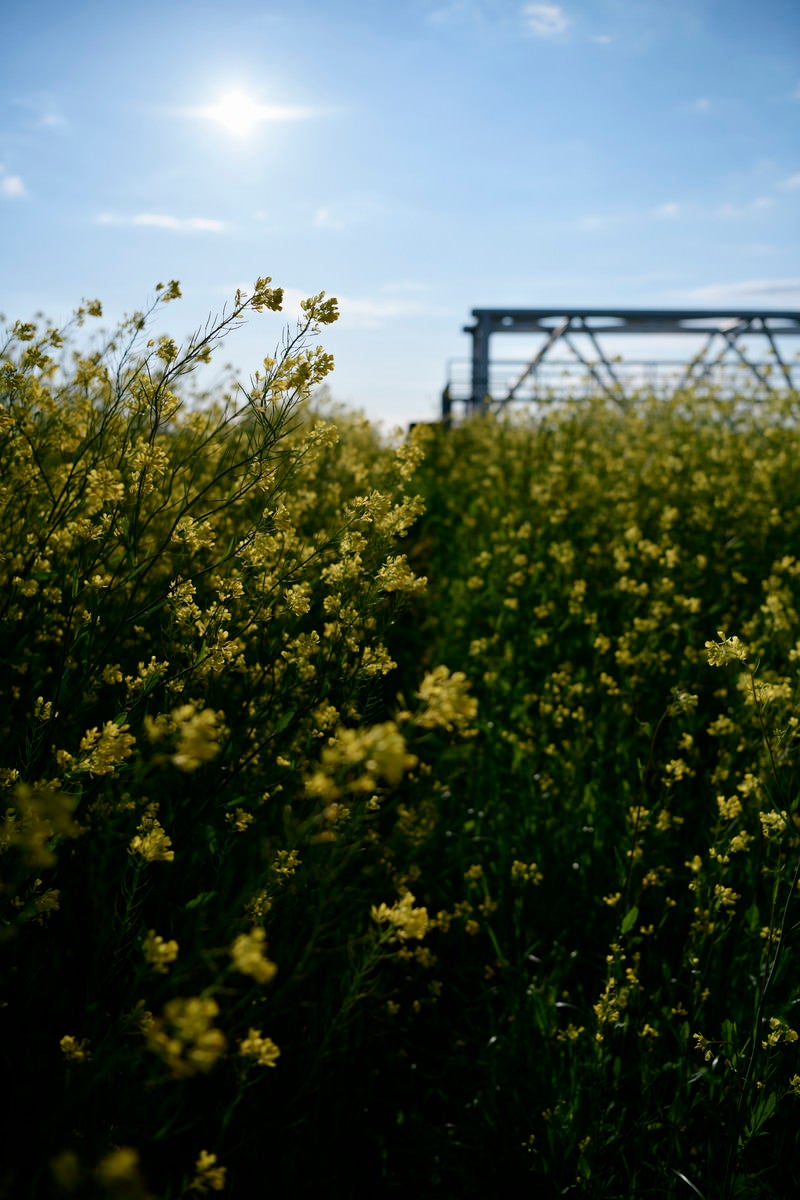 菜の花に包まれる河川敷の堤防の写真