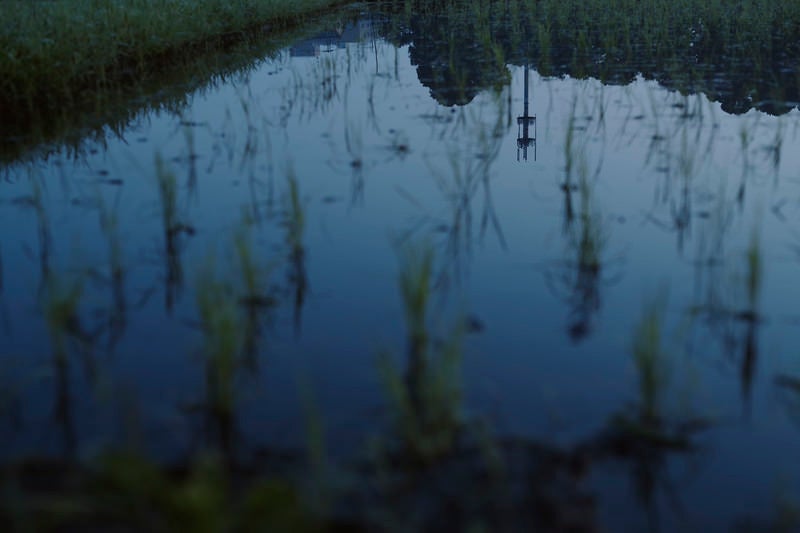 夜明けの青に染まる水田の写真