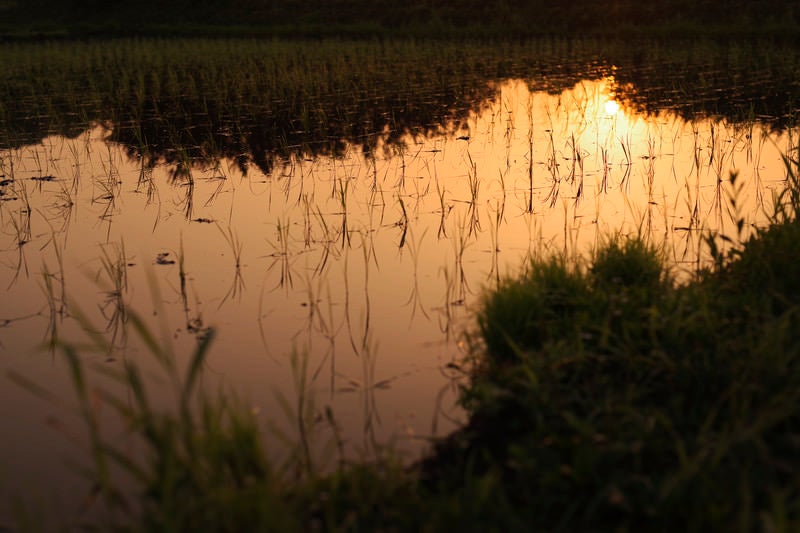 黄金色に染まる水田の水鏡の写真