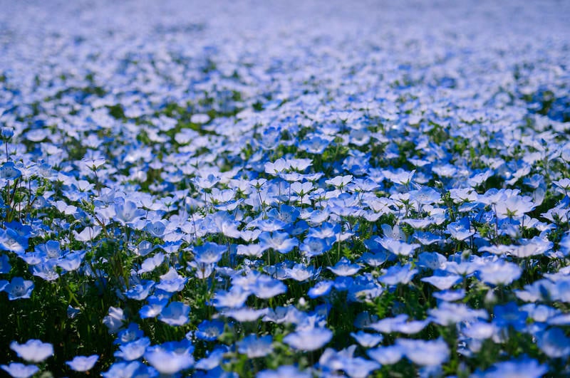 一面のネモフィラの花の写真