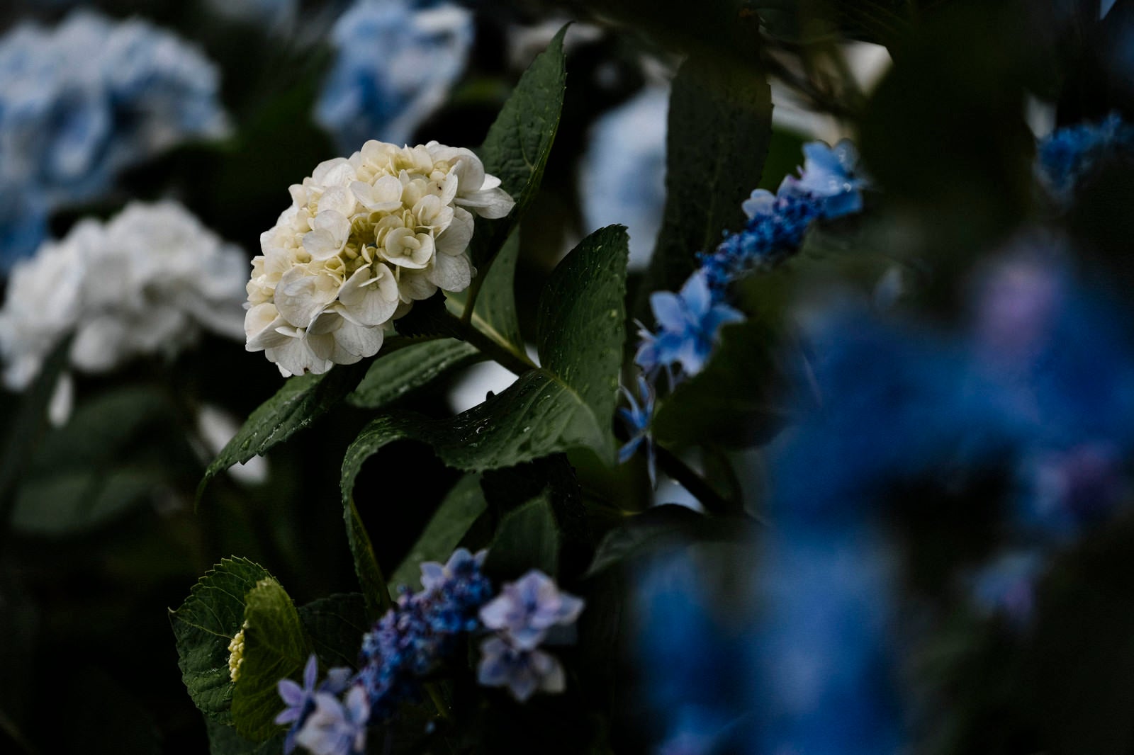 「雨上がりの紫陽花」の写真