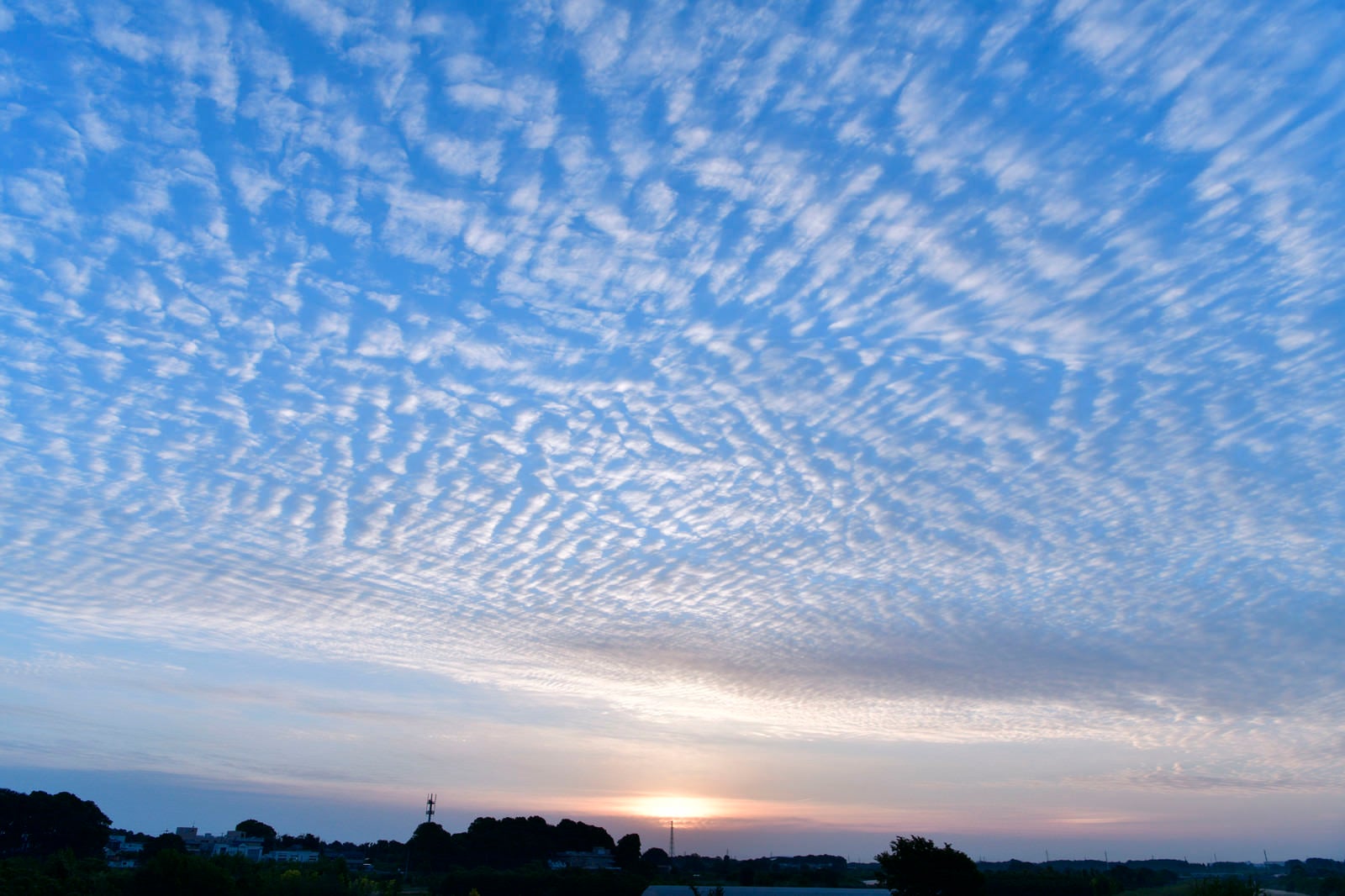 「太陽に照らされるうろこ雲」の写真