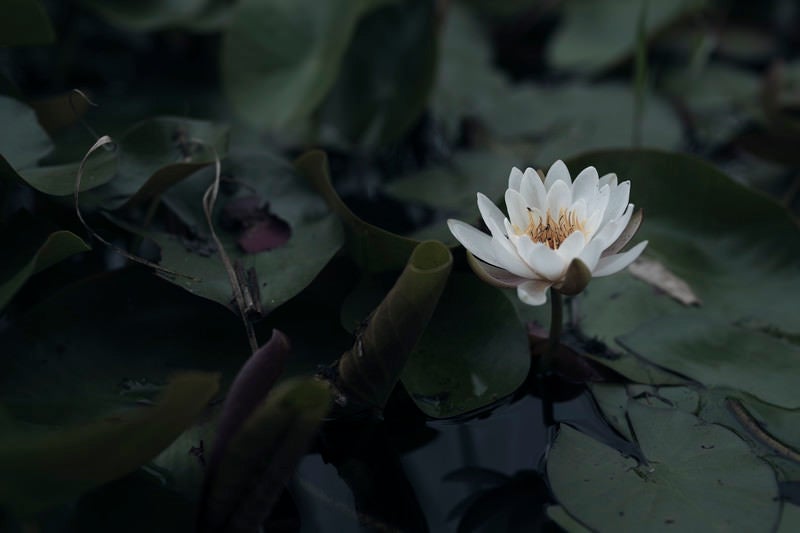 水辺に咲く小さなハスの花の写真