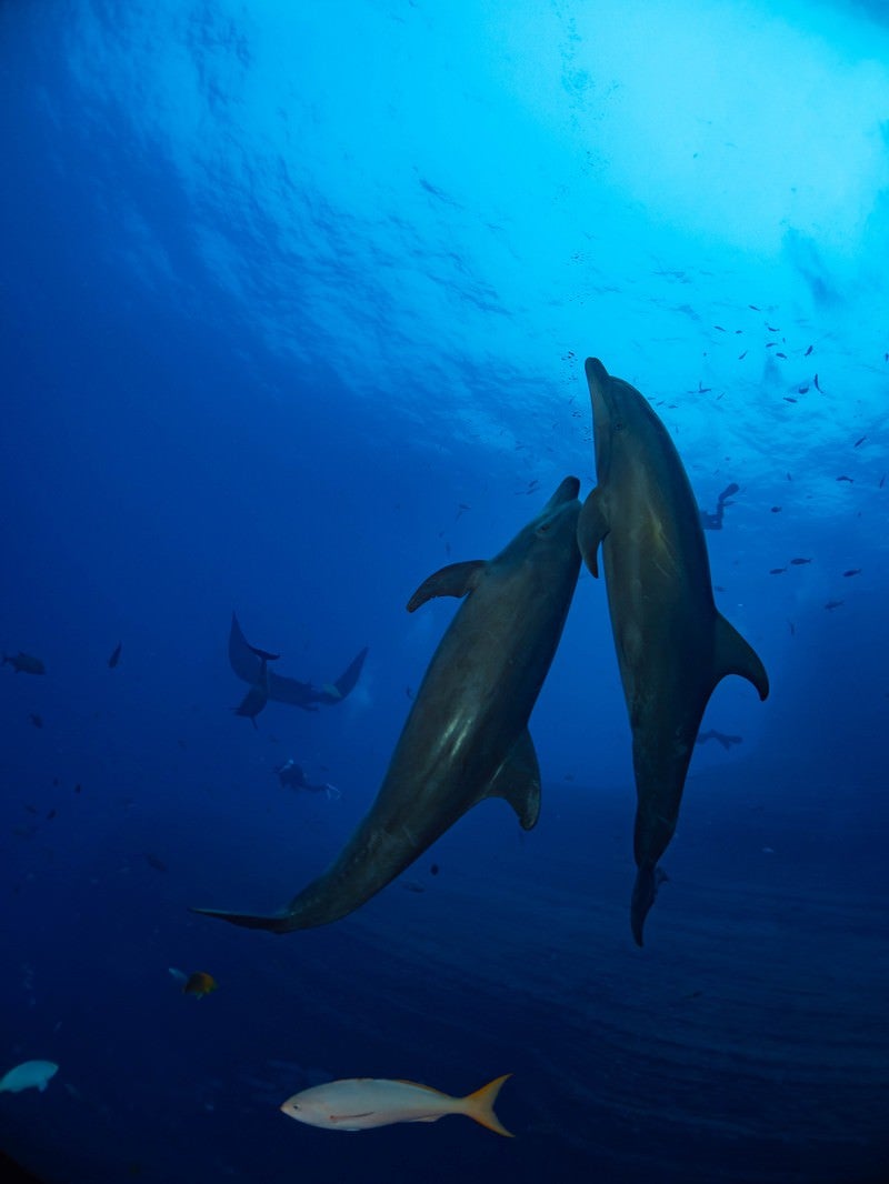 海の中を寄り添い泳ぐ2頭のイルカと魚達の写真